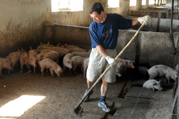 В Забайкалье власти рекомендовали отказаться от разведения свиней